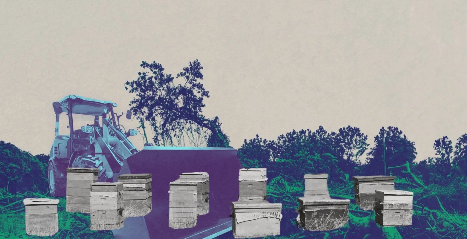 الحرب سحقت المناحل.. حتى صار العسل مرًّا