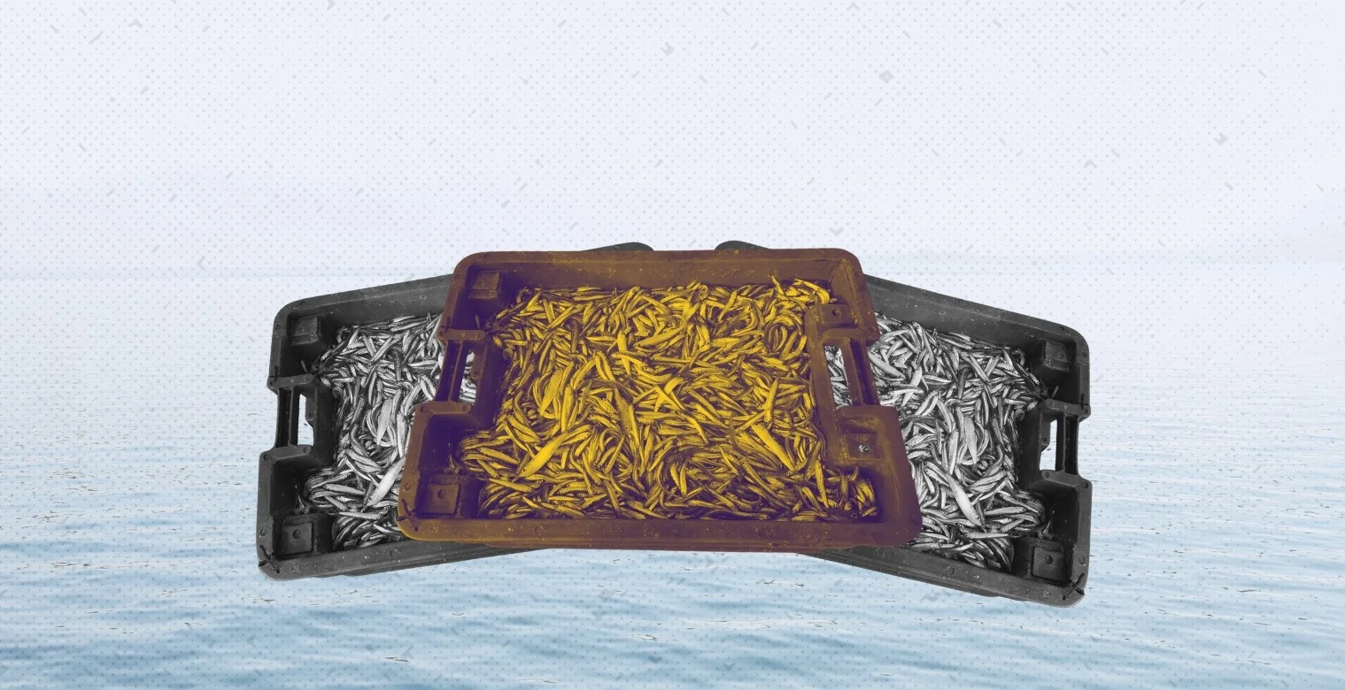 مئة شيكل للكيلو: البذرة للأغنياء فقط!